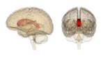 300px-Corpus_callosum.jpg